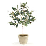 olive tree with pot