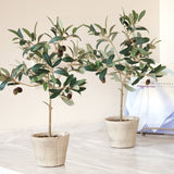 olive tree with pot